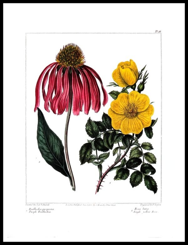 ALP F12019 Flowers (Antique Prints)